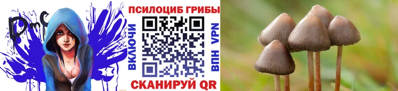 kraken tor  Мещовск  Псилоцибиновые грибы Cubensis 